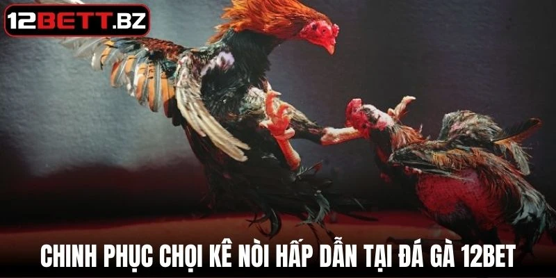 Chinh phục chọi kê nòi hấp dẫn tại đá gà 12Bet