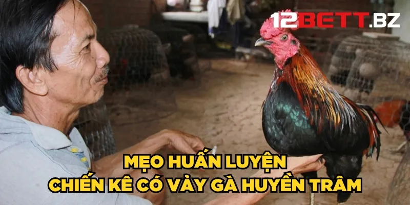 Mẹo huấn luyện chiến kê có vảy gà huyền trâm