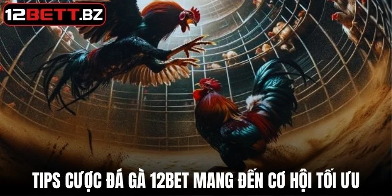 Một số tips cược đá gà 12Bet mang đến cơ hội tối ưu