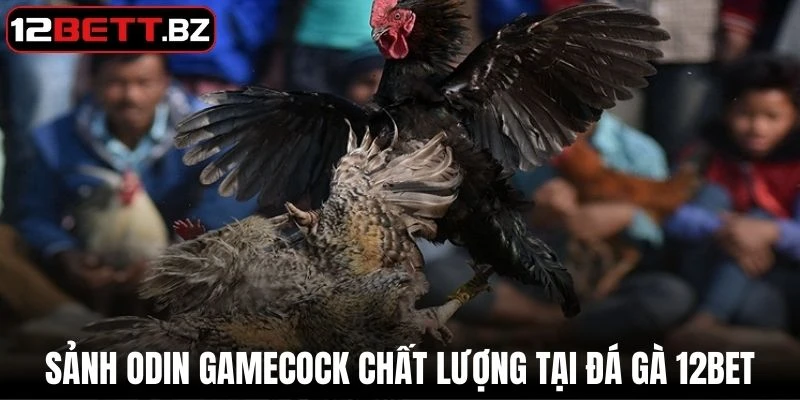 Sảnh Odin GameCock chất lượng tại đá gà 12Bet