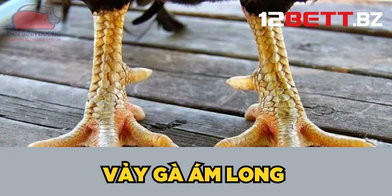 Vảy gà ám long