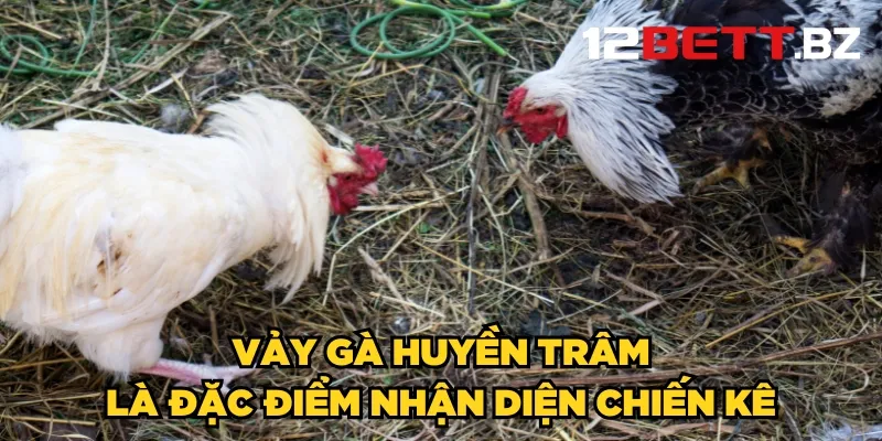 Vảy gà huyền trâm là đặc điểm nhận diện chiến kê