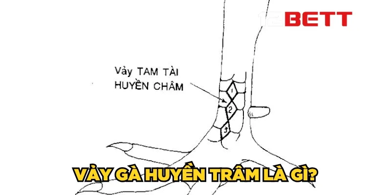 Vảy gà huyền trâm là gì