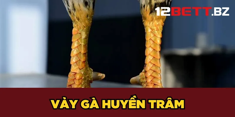 Vảy gà huyền trâm