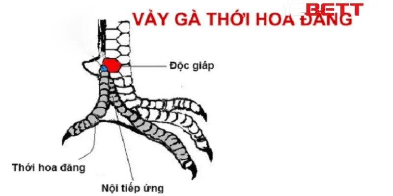 Vảy gà thới hoa đăng